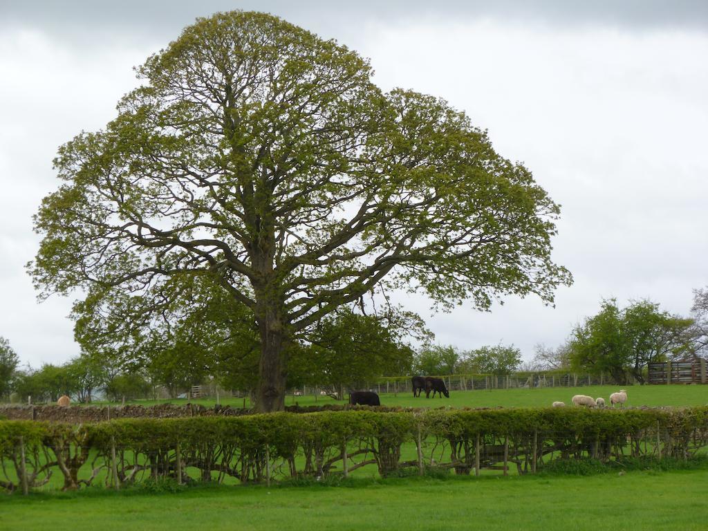 The Ginney Country Guest House Penrith Luaran gambar